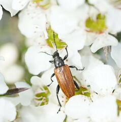 Lepturidea deplanchei