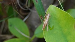 Spathosternum prasiniferum