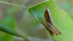 Spathosternum prasiniferum