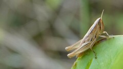 Spathosternum prasiniferum