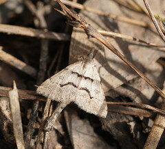 Dichromodes mesogonia