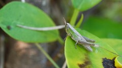 Spathosternum prasiniferum