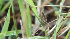 Spathosternum prasiniferum