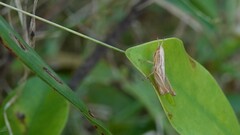 Spathosternum prasiniferum