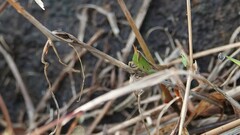 Spathosternum prasiniferum
