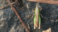 Spathosternum prasiniferum