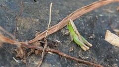 Spathosternum prasiniferum