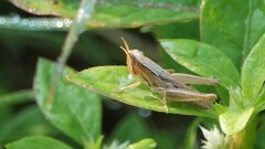 Spathosternum prasiniferum