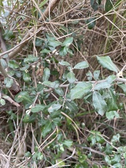 Elaeagnus oldhamii