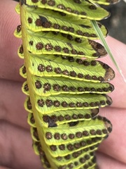Polypodium pellucidum vulcanicum