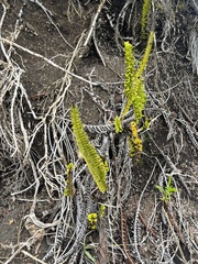 Polypodium pellucidum vulcanicum