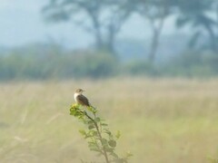Cisticola brachypterus