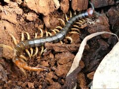 Cormocephalus westwoodi