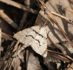 Dichromodes mesogonia