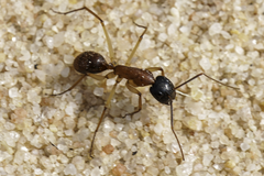 Camponotus nigriceps