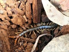 Cormocephalus westwoodi
