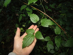 Clematis vitalba