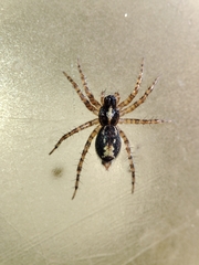 Textrix pinicola