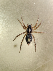 Textrix pinicola