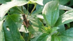 Xenocatantops humilis