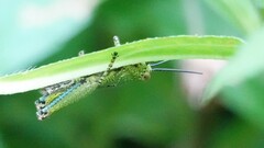 Xenocatantops humilis