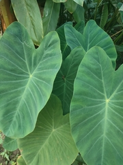 Colocasia