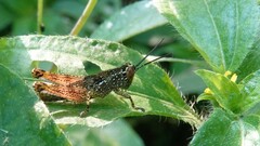 Xenocatantops humilis