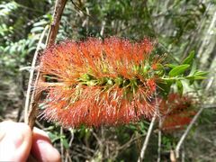 Melaleuca hypericifolia
