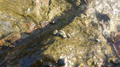 Melarhaphe neritoides