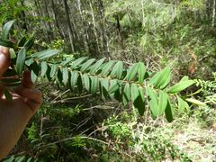 Melaleuca hypericifolia