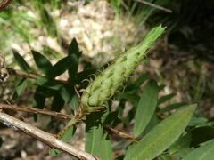 Melaleuca hypericifolia