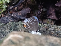 Jamides philatus subditus