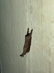Clostera restitura