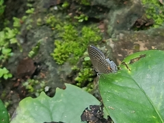 Jamides philatus subditus