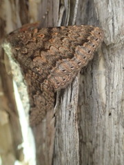 Eudesmeola lawsoni