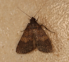 Hydrillodes lentalis