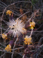 Senecio subulatus