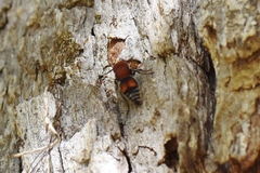 Pseudomethoca oceola