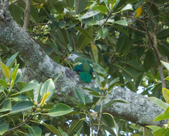 Ptilinopus magnificus