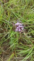 Liatris acidota