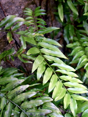 Arthropteris tenella