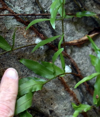 Arthropteris tenella