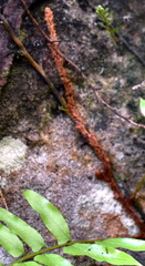 Arthropteris tenella