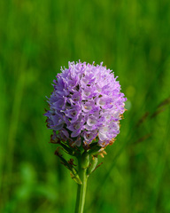 Traunsteinera globosa