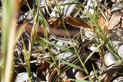 Thamnophis proximus rubrilineatus