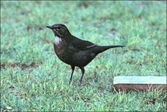 Turdus merula