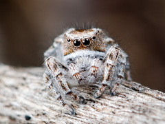 Pseudomogrus vittatus