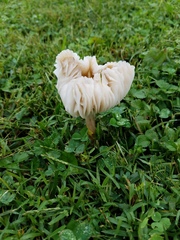 Oudemansiella limonispora