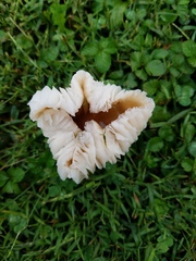 Oudemansiella limonispora