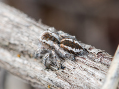 Pseudomogrus vittatus